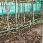 पान की विलुप्त होती खेती को नया जीवन, छुईखदान में पान अनुसंधान केन्द्र की स्थापना