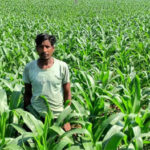 धान के बजाय मक्का से बढ़ा मुनाफा : किसान मालती मोहन बने उन्नत खेती की मिसाल