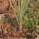 रायपुर : लेमनग्रास -किसानों के लिए कम पानी में ज्यादा कमाई का साधन